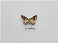 藏品(尺蛾588)的圖片